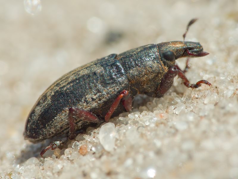 Bothynoderes declivis (Olivier, 1807)